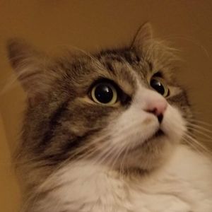 Meet your Posher, Maude